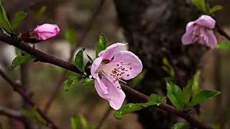 陰桃花 意思|阴桃花诸事详解